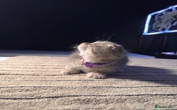 Scottish Fold cats for sale: ⭐️ Beautiful Scottish Folds ⭐️ - Image 17