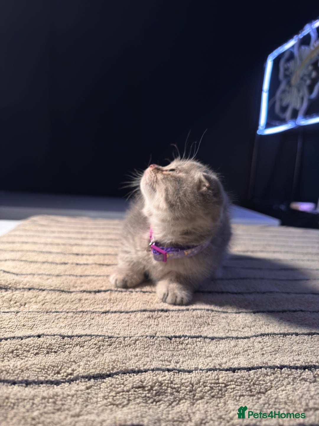 Scottish Fold cats for sale: ⭐️ Beautiful Scottish Folds ⭐️ - Image 17