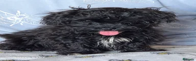Shihpoo Puppy 1