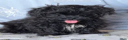 Shihpoo dogs for sale: READY NOW Due to being let down last girl  - Advert 7