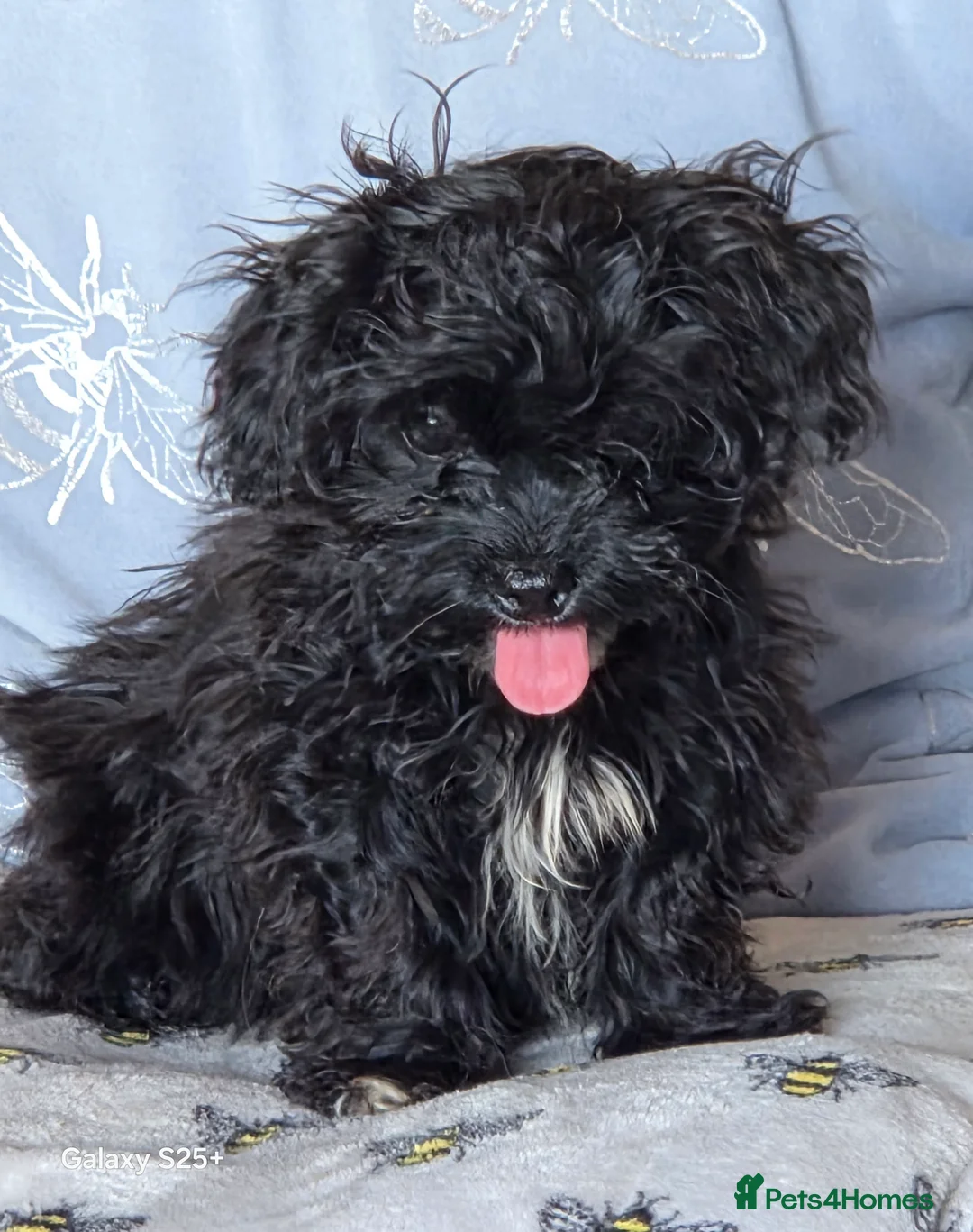Shihpoo dogs for sale: READY NOW Due to being let down last girl  - Advert 7