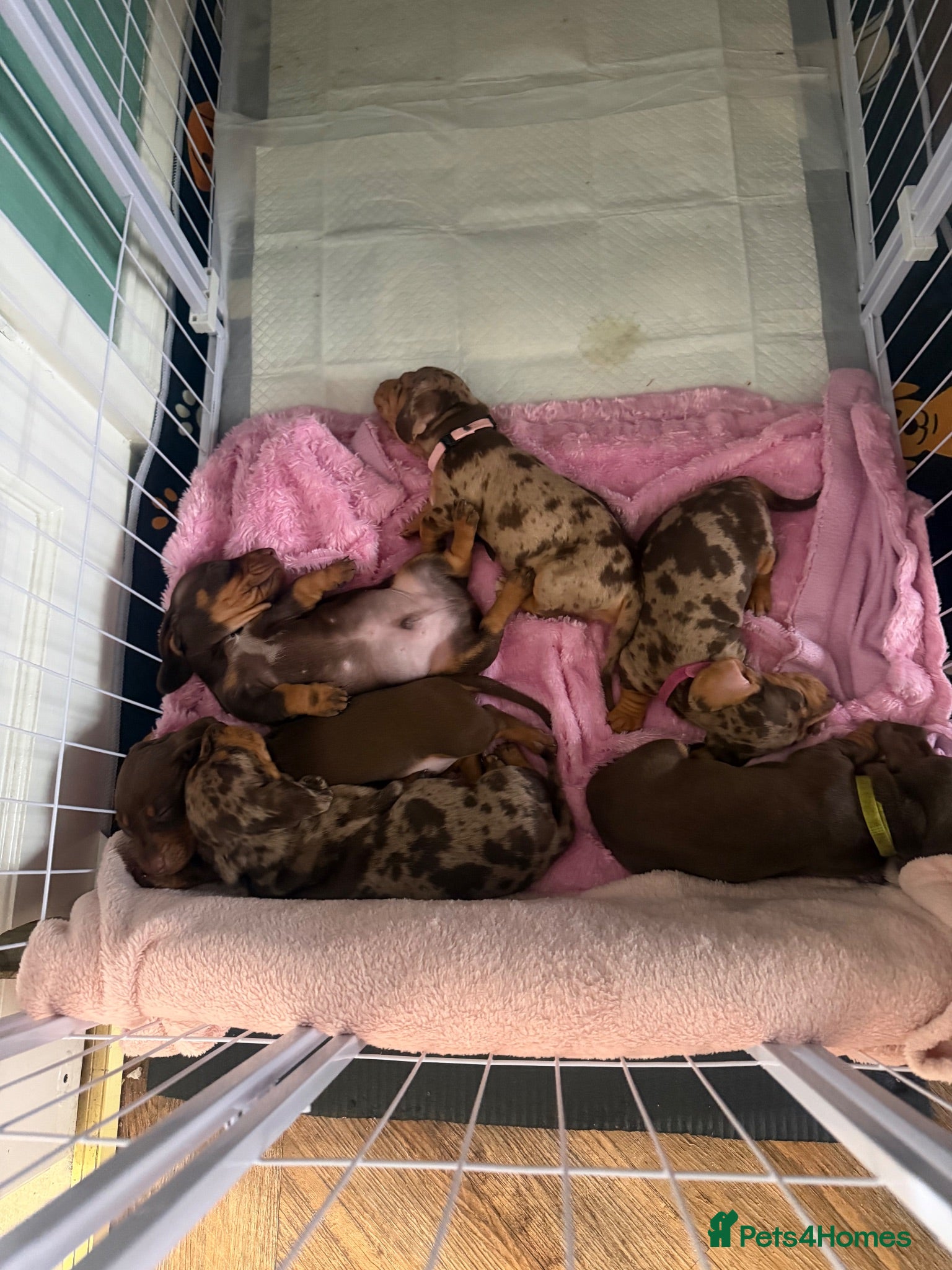 Miniature Dachshund dogs Male Miniature Dachshunds for sale - Advert 1