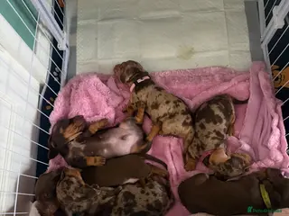 Miniature Dachshund dogs Male Miniature Dachshunds for sale - Advert 1