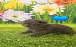 British Shorthair cats for sale: British Shorthair Kittens  - Image 9