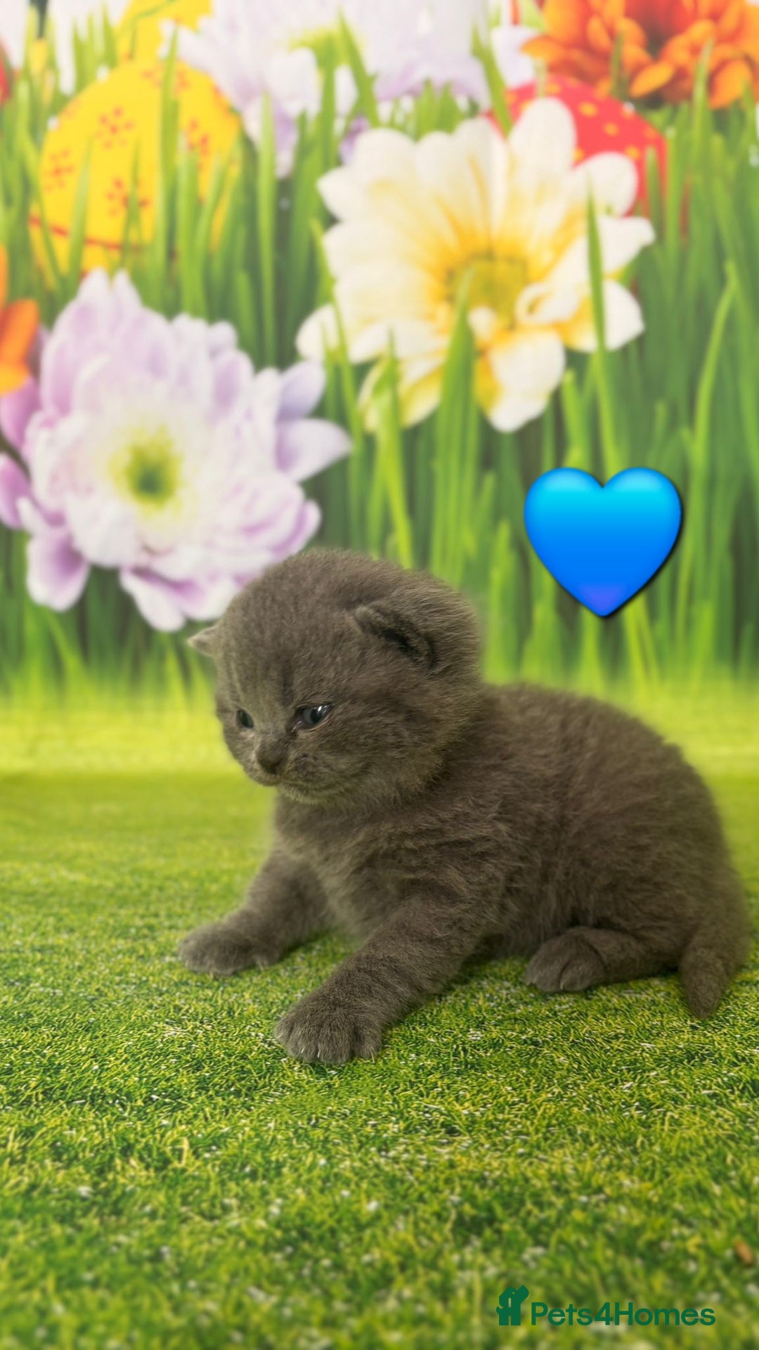 British Shorthair cats for sale: British Shorthair Kittens  - Image 9