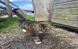 Mixed Breed cats for sale: Kittens  - Image 4