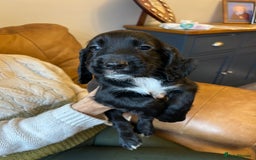 Cocker Spaniel dogs for sale: Cracking Cocker Spaniels  - Image 14