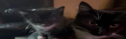 Mixed Breed cats for sale: 2 beautiful boy kittens - Advert 2