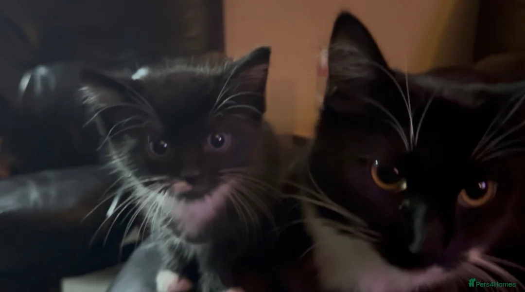 Mixed Breed cats for sale: 2 beautiful boy kittens - Advert 2