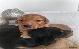 Miniature Dachshund dogs for sale: Miniature Longhair Dachshund Puppies  - Image 8