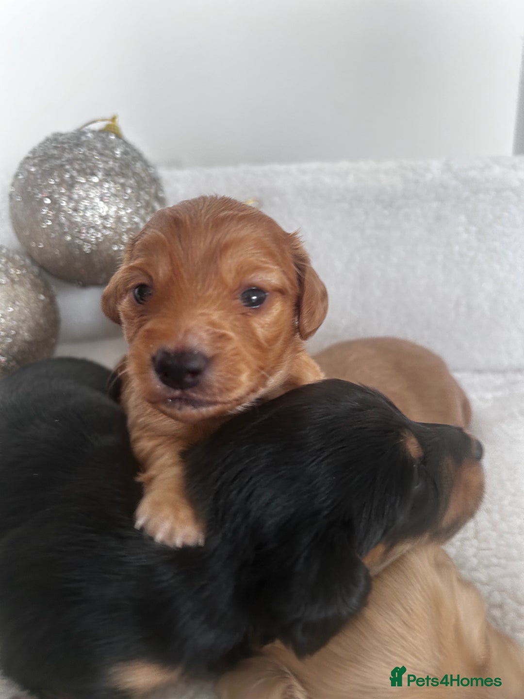 Miniature Dachshund dogs for sale: Miniature Longhair Dachshund Puppies  - Image 8