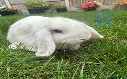 Mini Lop rabbits for sale: Mini Lop Rabbits For Sale  - Image 21