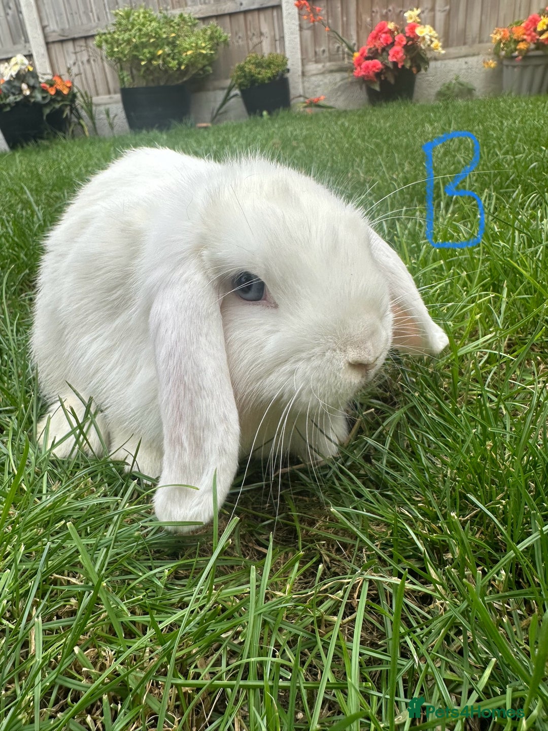 Mini Lop rabbits for sale: Mini Lop Rabbits For Sale  - Image 21