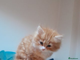 Mixed Breed cats 3 gorgeous kittens 😺😸😻 - Advert 2