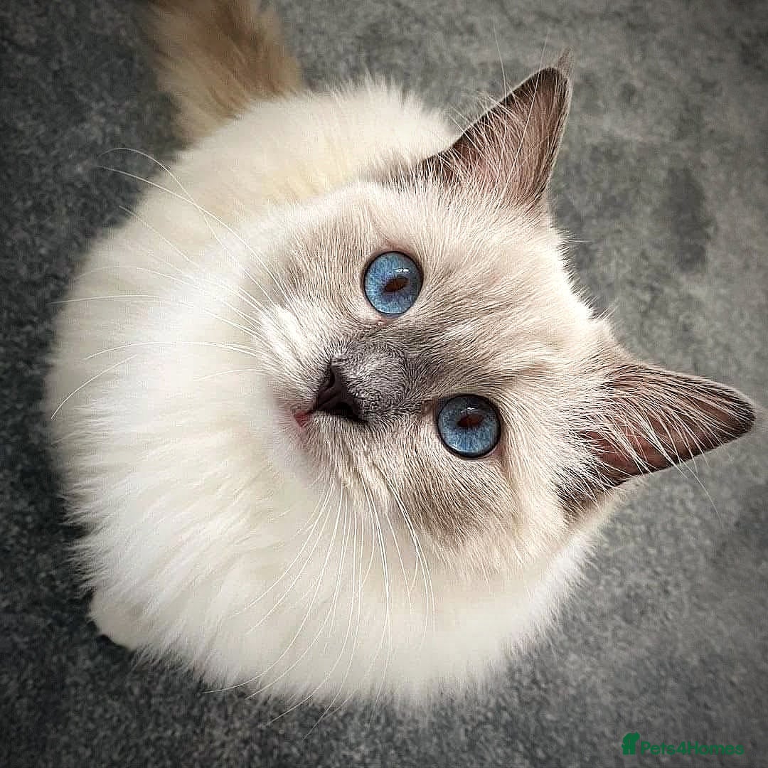 Ragdoll cats for sale: Beautiful Blue Point Ragdoll – 1 Year Old - Advert 3