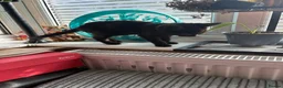 Mixed Breed cats for sale: 9 month old roughly siblings  - Advert 7