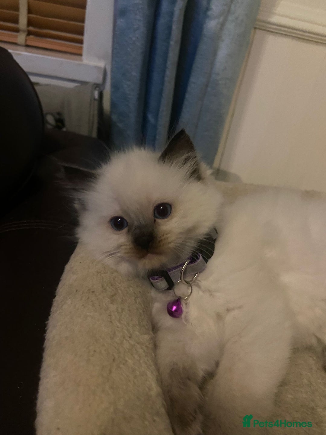 Ragdoll cats for sale: Purebred Ragdoll Kittens 3 Boys & 1 Girl - Advert 10