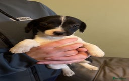 Mixed Breed dogs for sale: Adorable Jack Russell X Puppies - Ready Now - Image 6