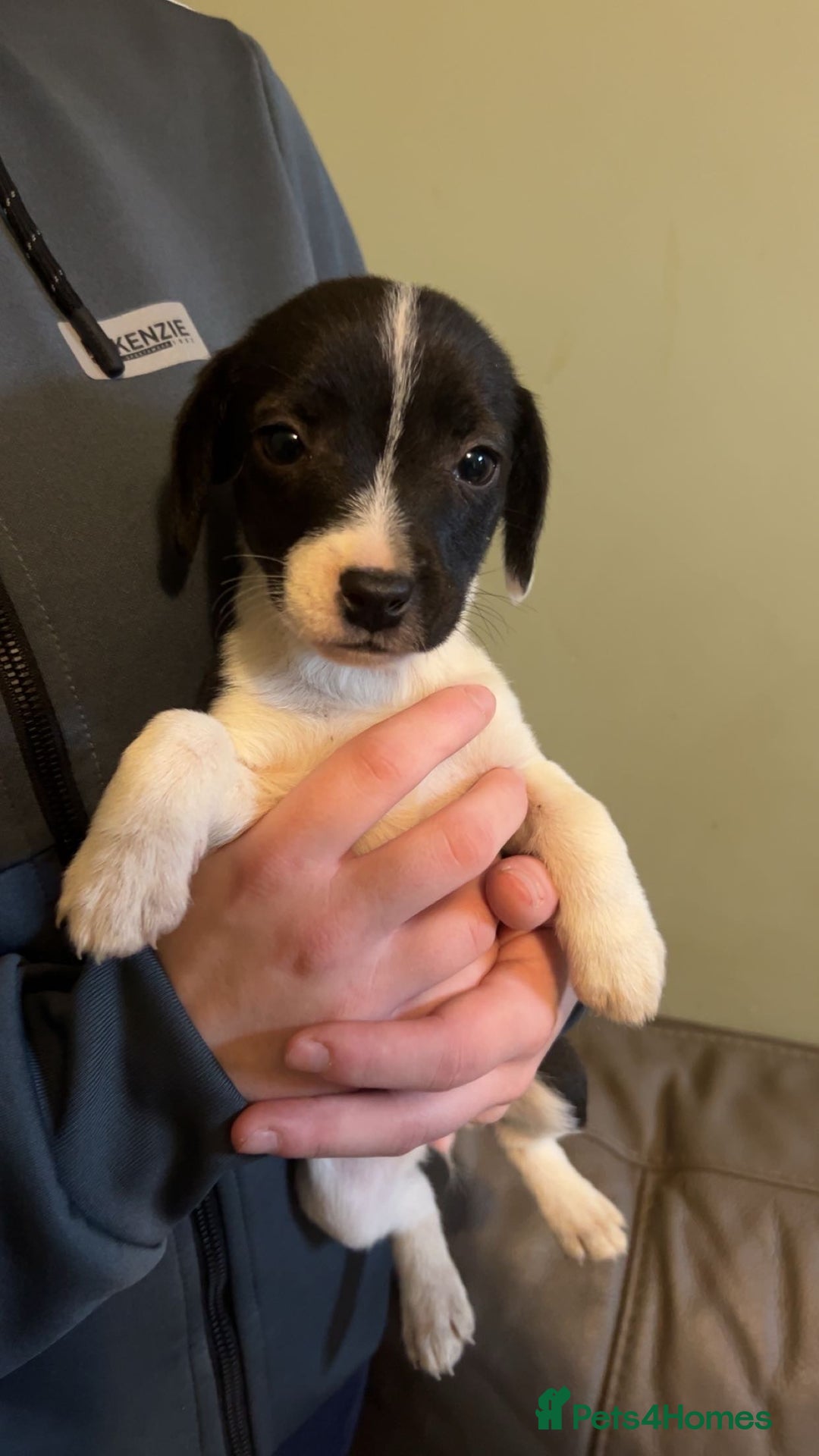Mixed Breed dogs for sale: Adorable Jack Russell X Puppies - Ready Now - Image 6