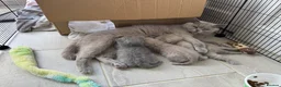 British Shorthair cats for sale: 💜 Lilac BSH Boys – Ready for Their Forever Homes in Dartford - Advert 39