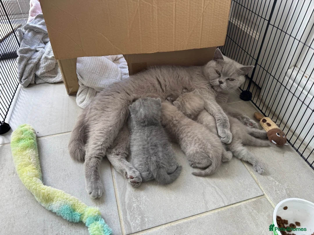 British Shorthair cats for sale: 💜 Lilac BSH Boys – Ready for Their Forever Homes in Dartford - Advert 39