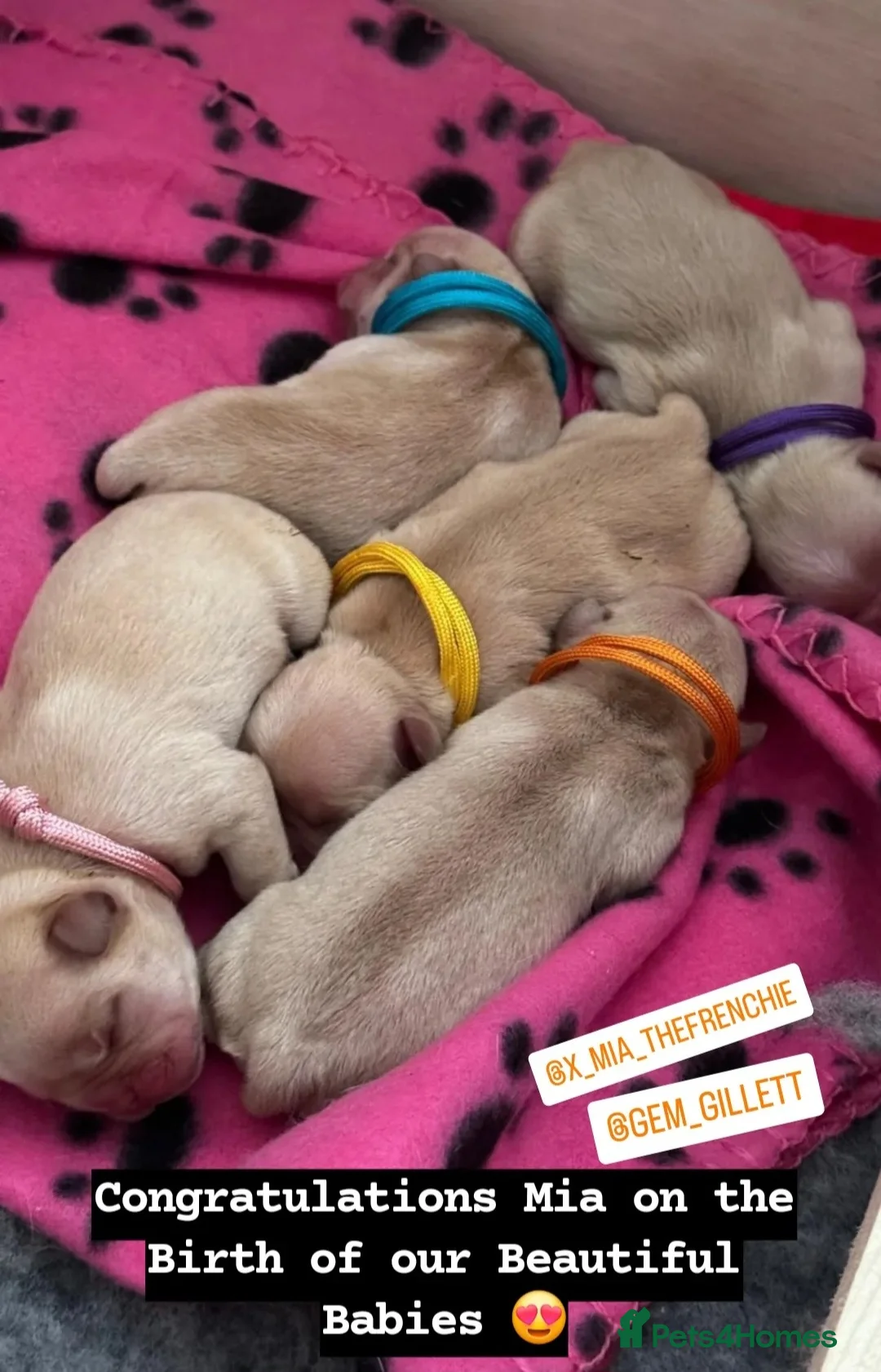 French Bulldog dogs for stud: 🔥 PLATINUM LILAC & TAN FLUFFY - WELL PROVEN- KC   in Blackpool - Advert 32