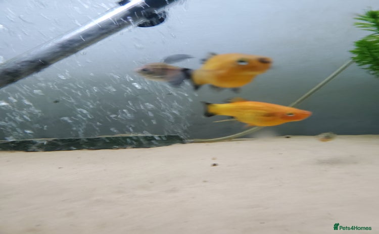 Platies fish - Advert 1