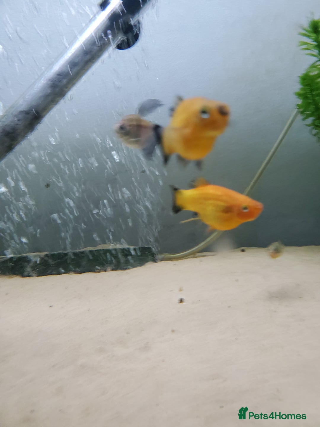 Platies fish for sale: 3 female orange platies for free - Image 1