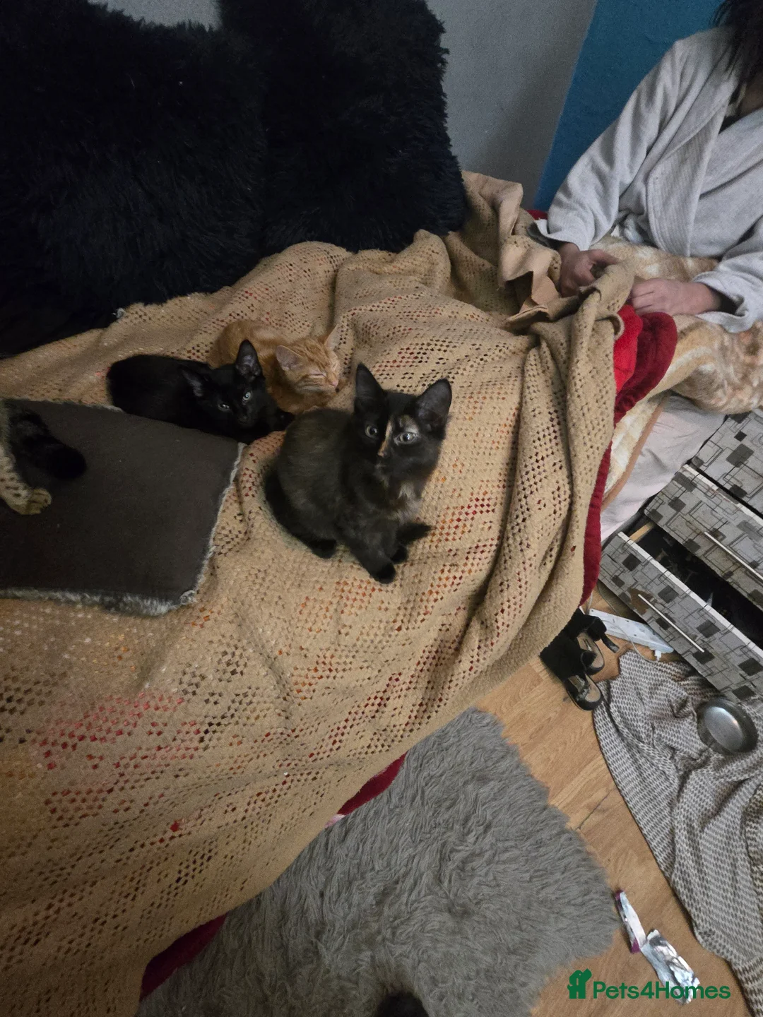 Mixed Breed cats for sale: Kittens for sale  - Advert 7