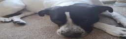 Mixed Breed dogs for sale: 20 month old Mavis … please read  - Advert 6