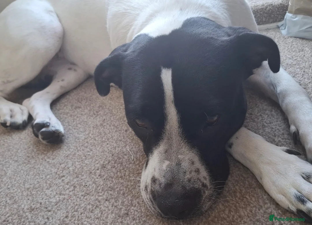 Mixed Breed dogs for sale: 20 month old Mavis … please read  - Advert 6