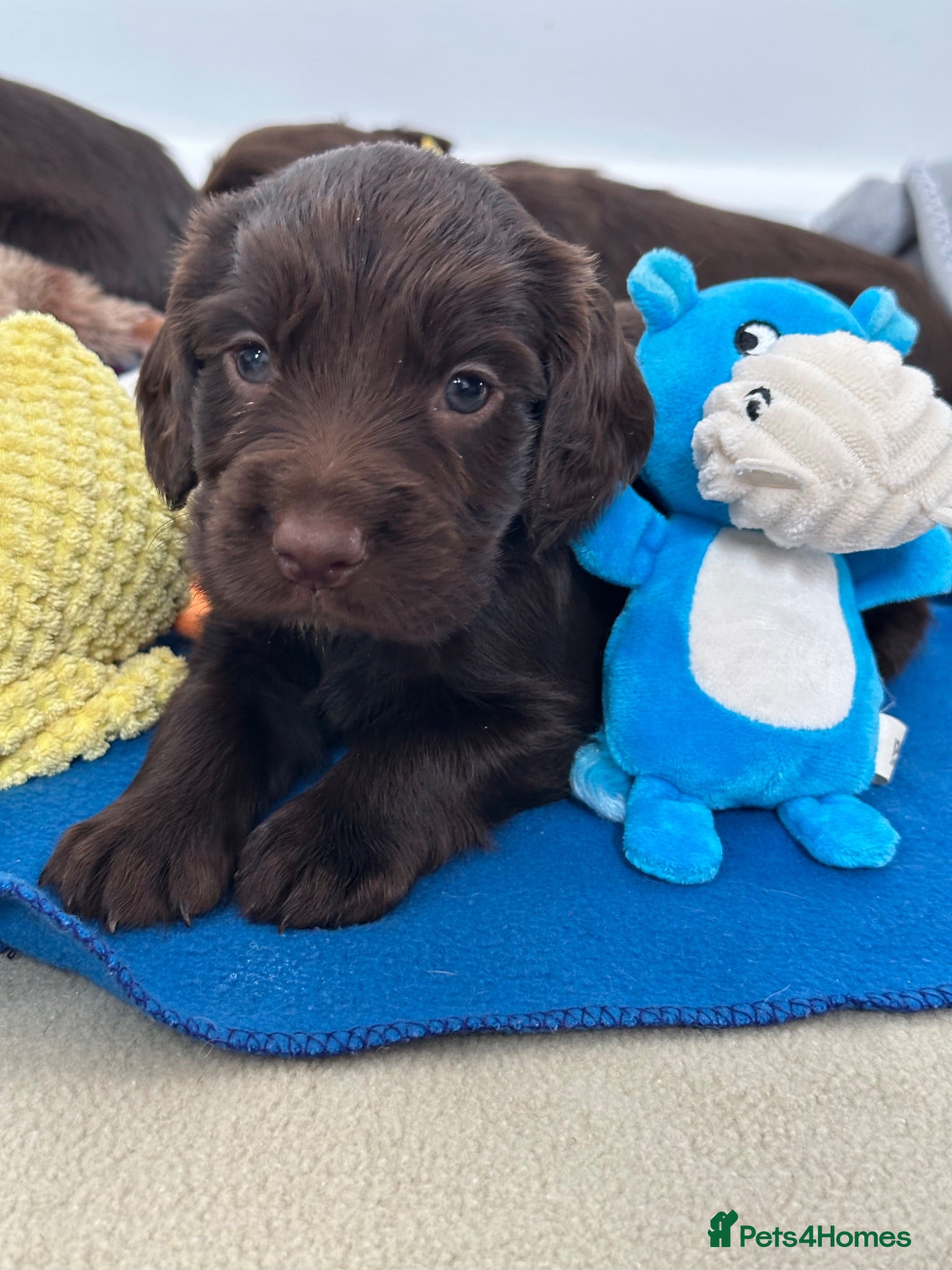 Sprocker dogs Fully Health Tested F1 Sprocker Spaniel Puppies - Advert 1