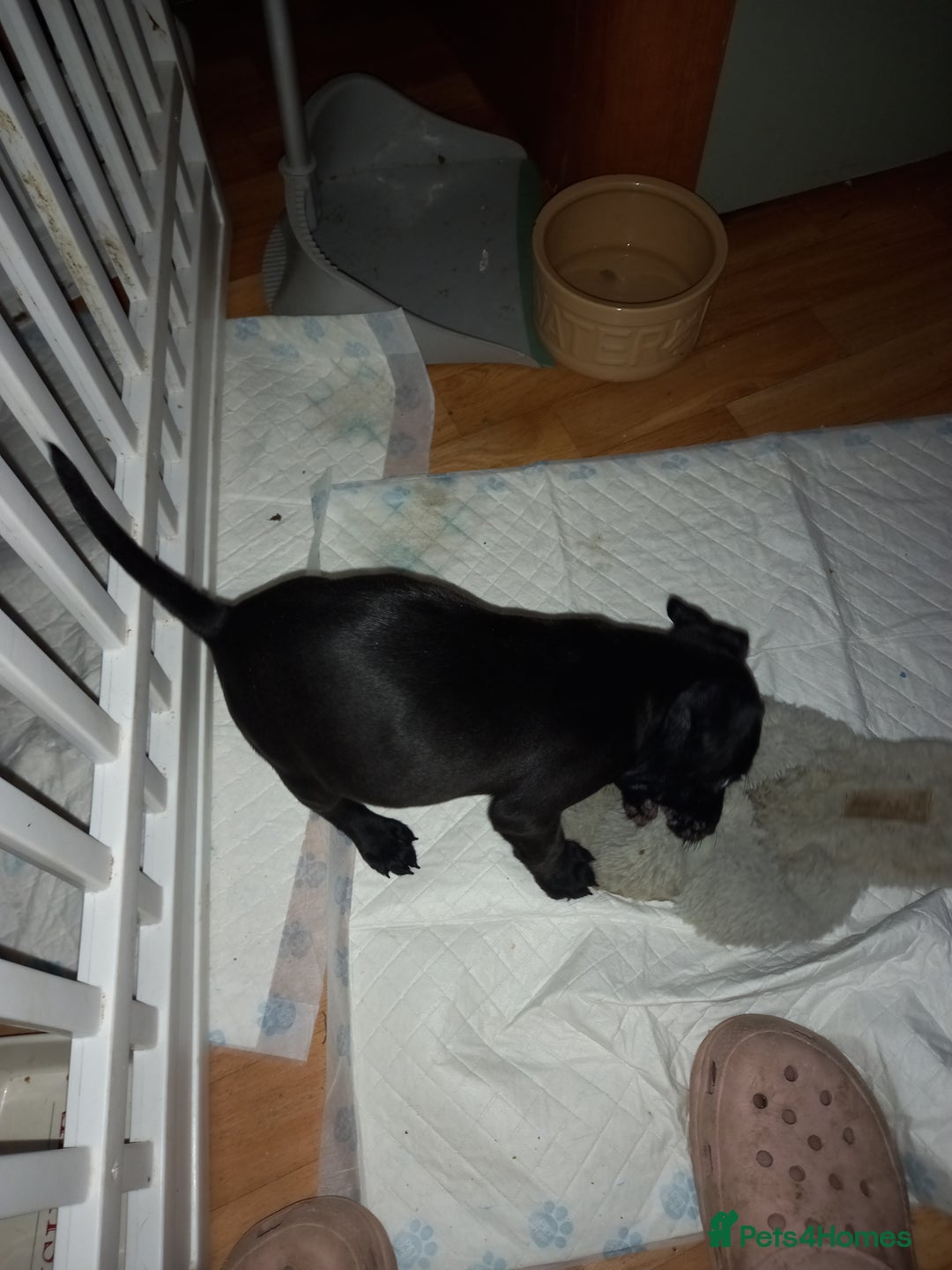Patterdale Terrier dogs for sale: Super cute little girl, ready for forever home - Advert 3