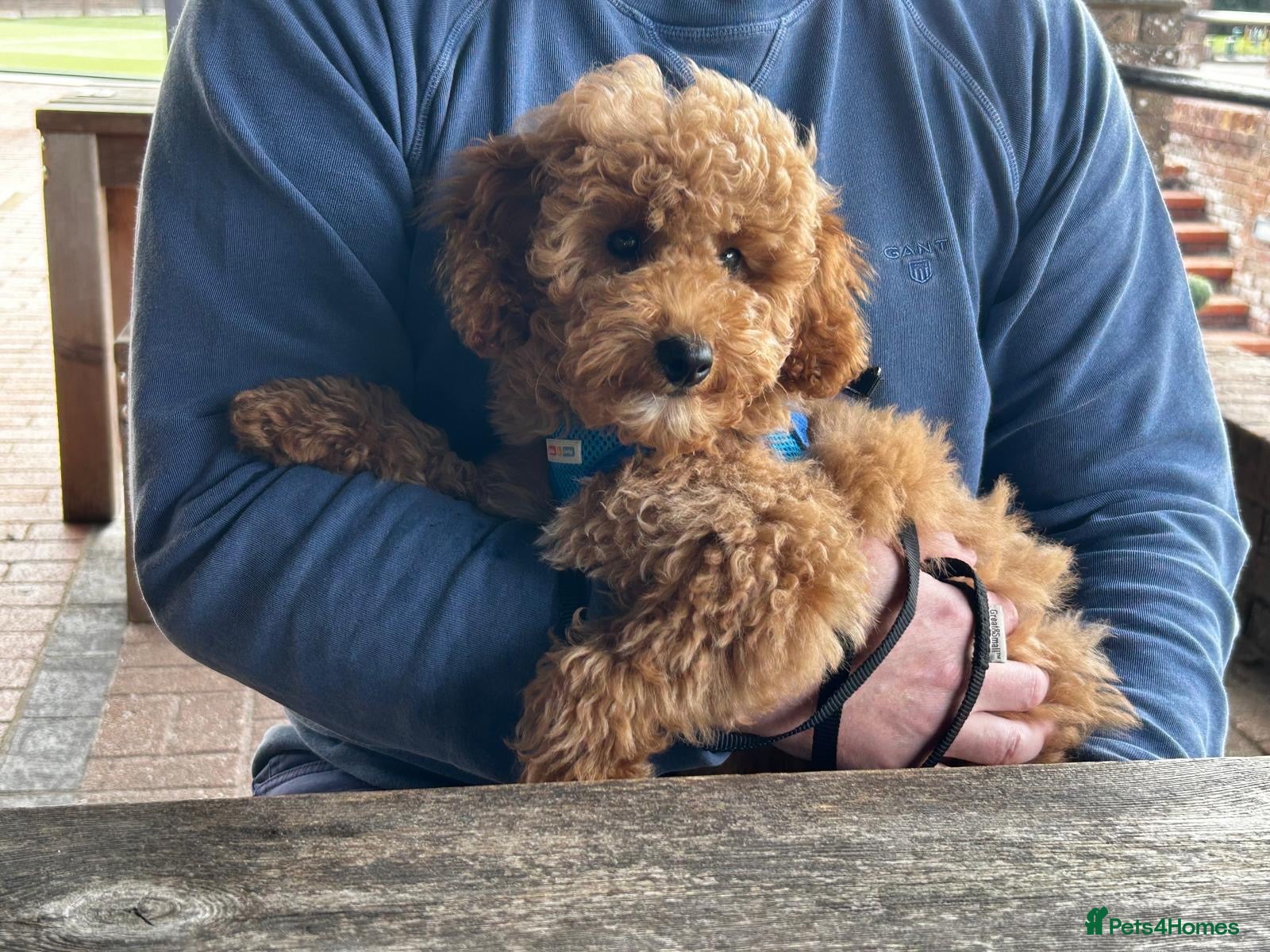 Miniature Poodle dogs Amazing Miniature Poodle Boy - Advert 7