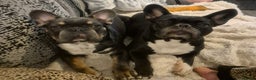 French Bulldog dogs for sale: Blue pied frenchbulldog puppies - Advert 2