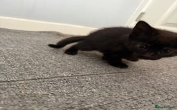 Mixed Breed cats for sale: kittens for sale  - Image 3