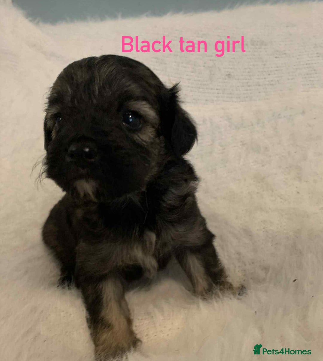 Cavachon dogs for sale: beautiful cavapoochon puppies  - Image 4