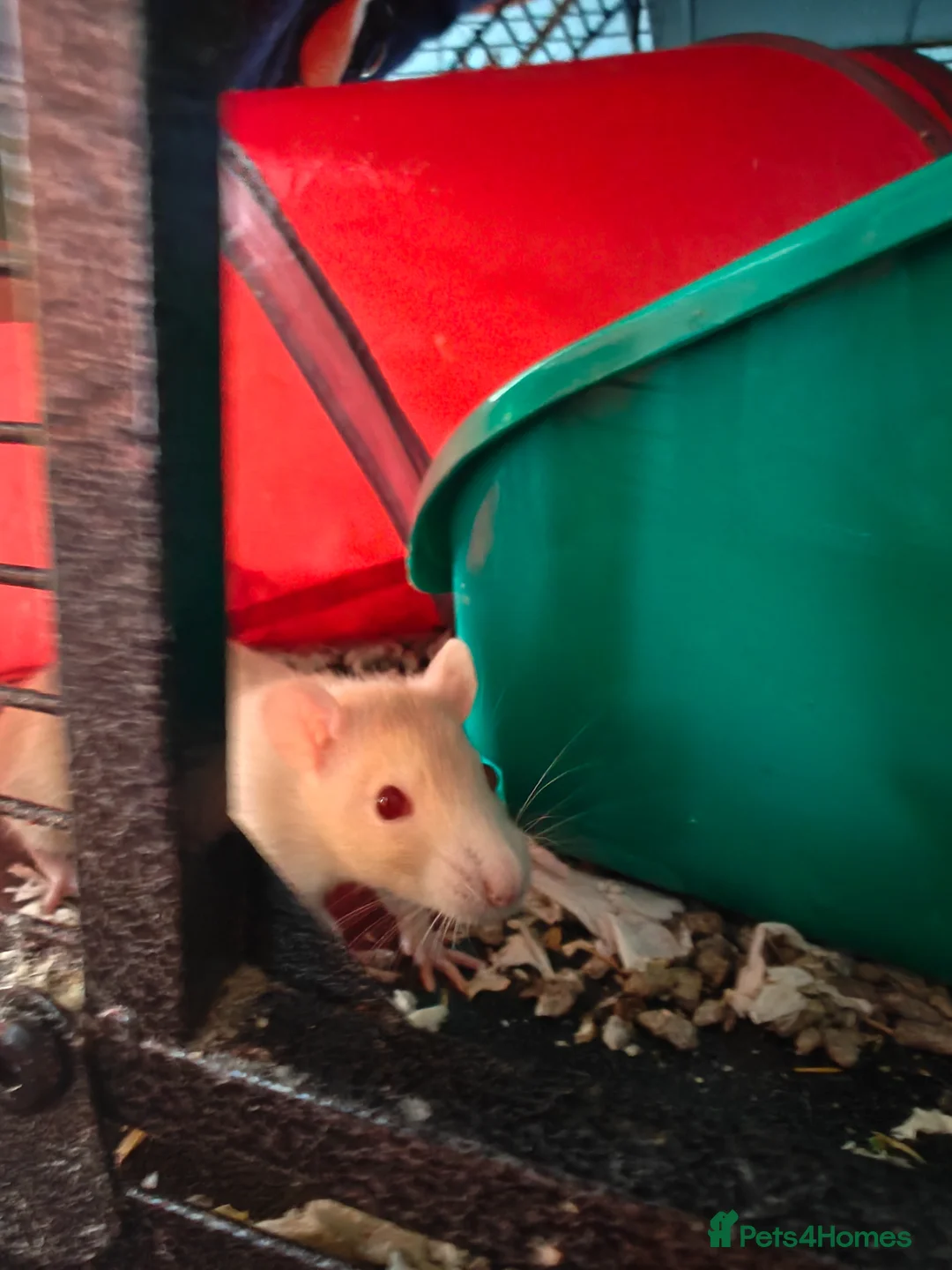 Rat rodents for sale: Rats! Male and female - Advert 2