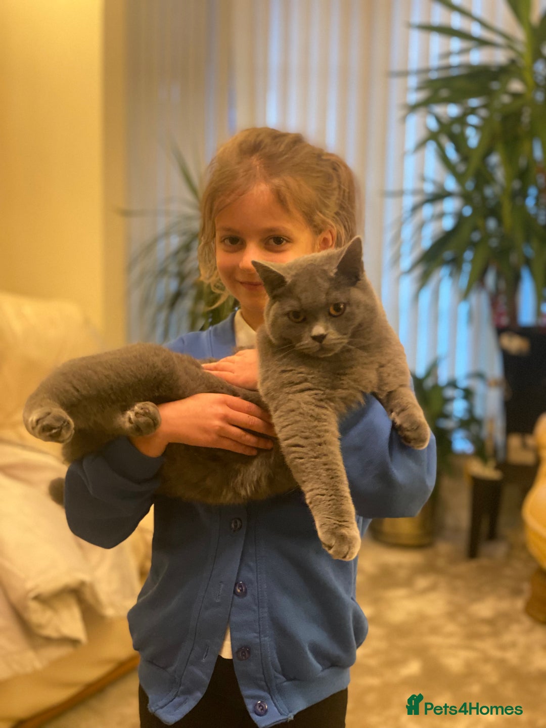 British Shorthair cats for sale: Stunning Rare Pedigree British Shorthair Brothers - Advert 8