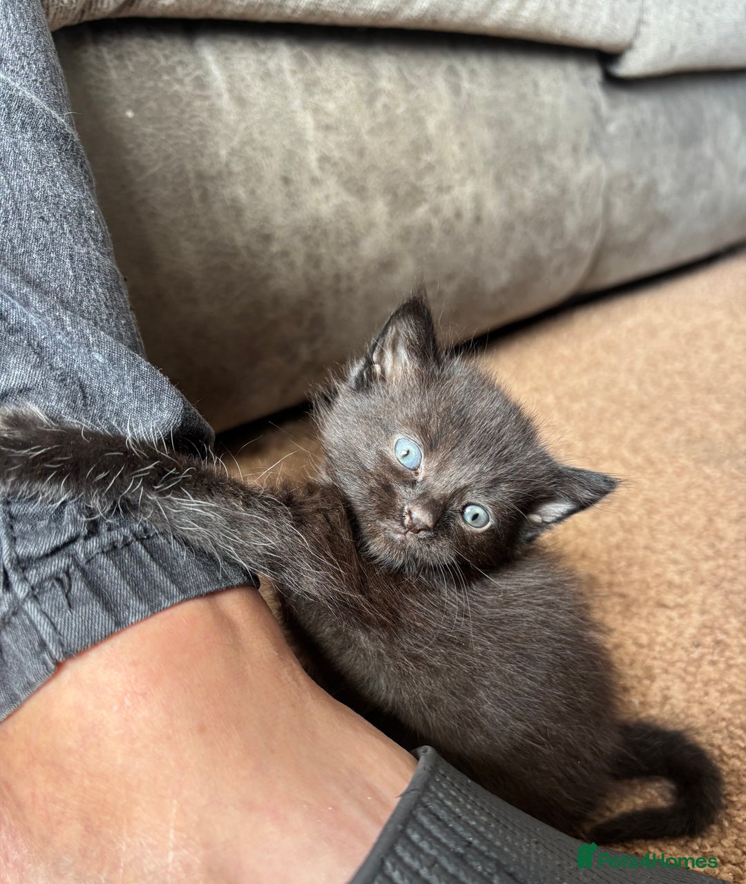 Mixed Breed cats for sale: 3 Beautiful Female Kittens For Sale - Image 3
