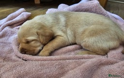 Labrador Retriever dogs for sale: Kc Registered Labrador Puppies  - Image 7
