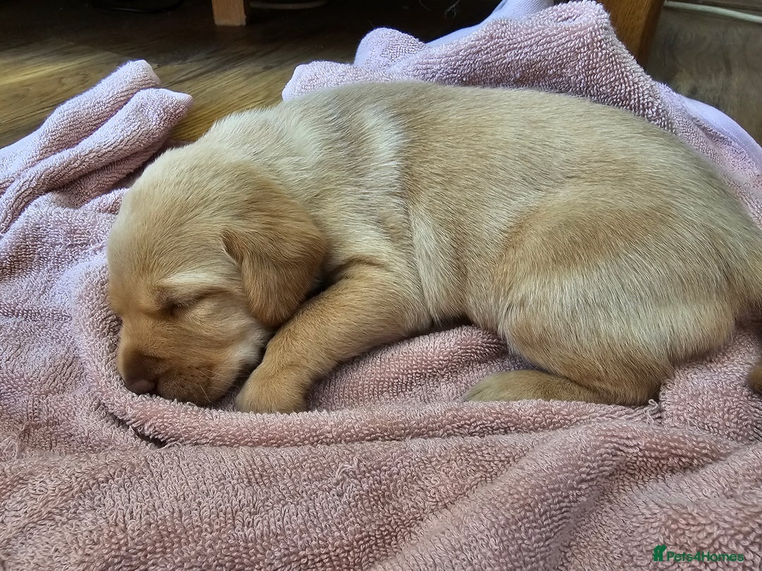 Labrador Retriever dogs for sale: Kc Registered Labrador Puppies  - Image 7