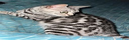 Bengal cats for sale: Stunning Pure Silver Bengal Female! - Advert 2