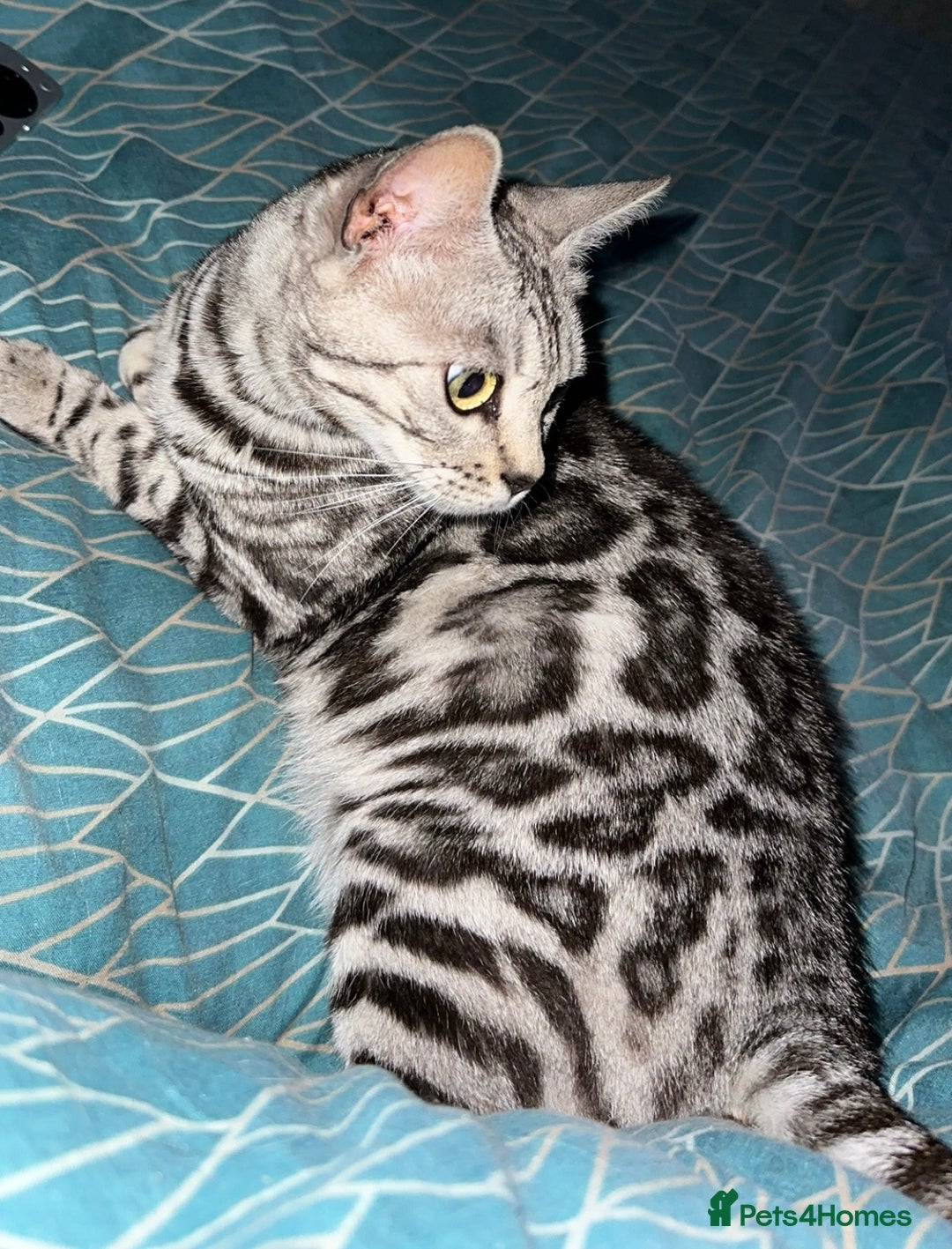 Bengal cats for sale: Stunning Pure Silver Bengal Female! - Image 2
