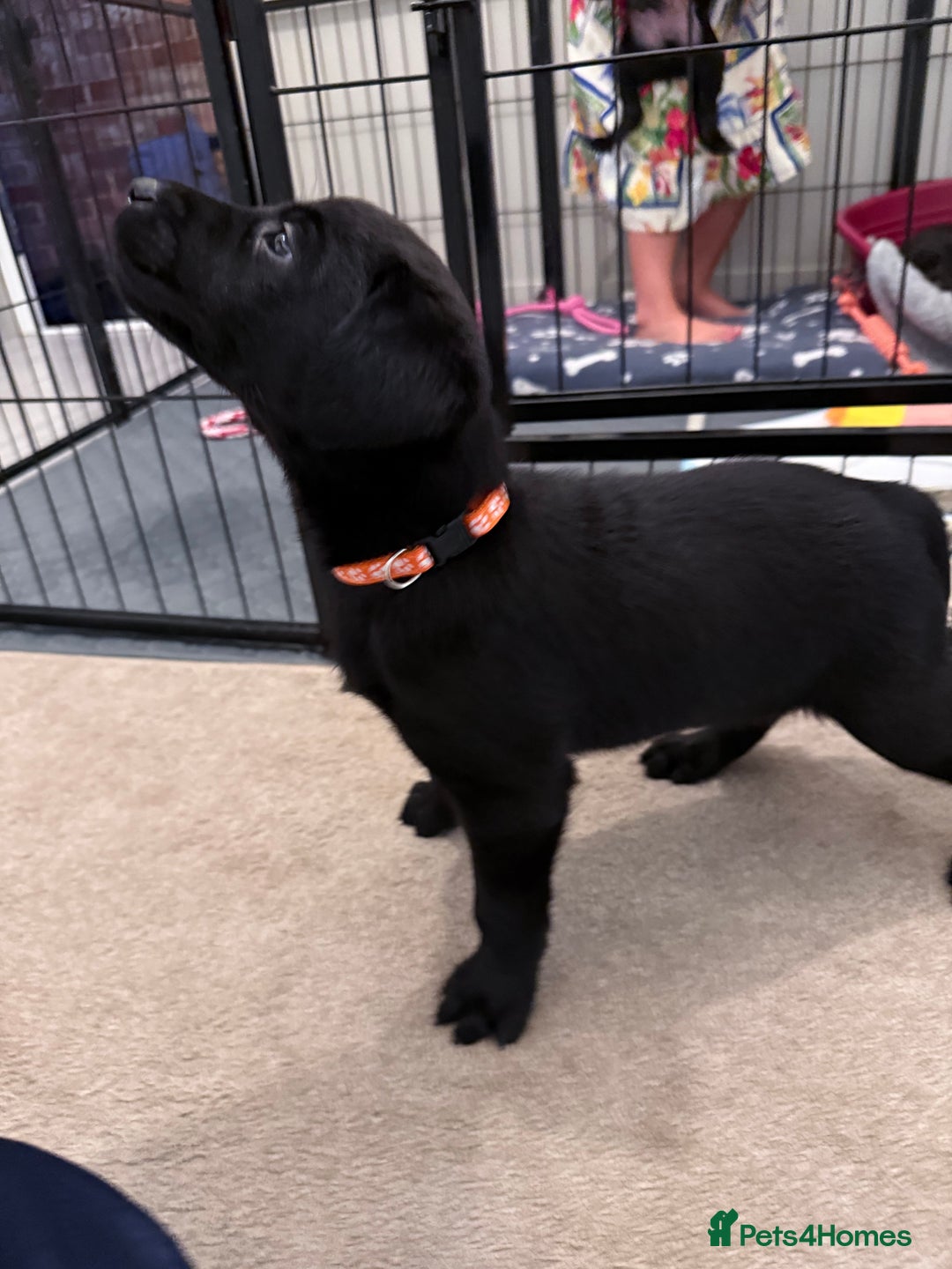 Labrador Retriever dogs for sale: Black/fox Labrador kc with 5 wks free insurance  - Image 23