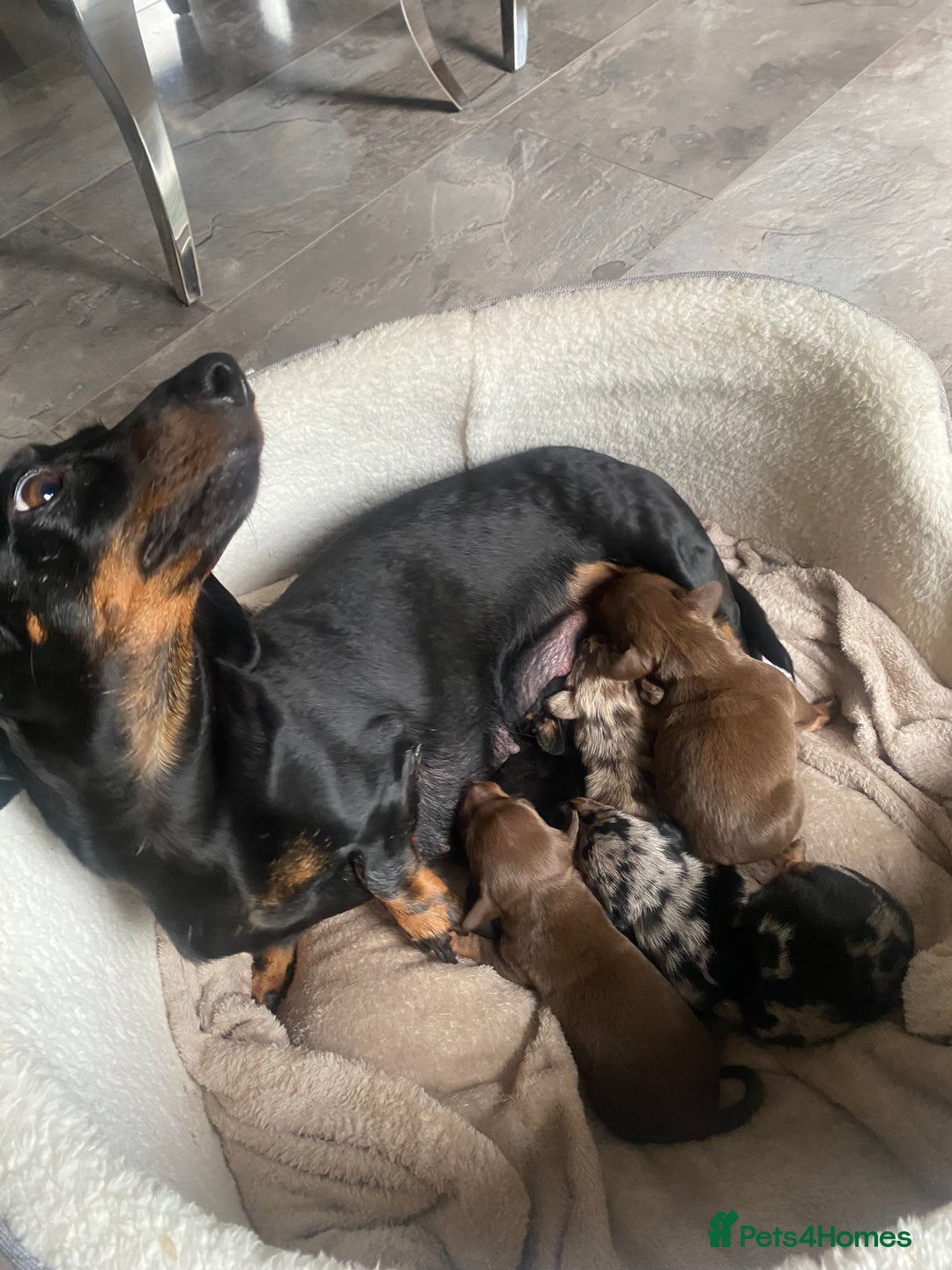 Dachshund dogs for sale: Minture dashund - Image 12