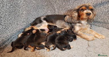 Cocker Spaniel dogs Stunning Health Tested KC Reg Show Cocker Spaniels - Advert 3