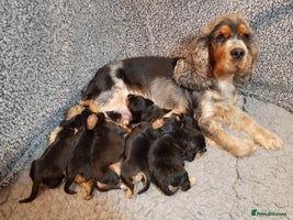 Cocker Spaniel dogs Stunning Health Tested KC Reg Show Cocker Spaniels - Advert 3