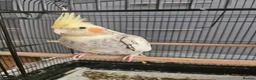 Cockatiels birds for sale: Cockatiels and Budgie - Advert 4