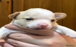 Chihuahua dogs for sale: Puppy  - Image 4
